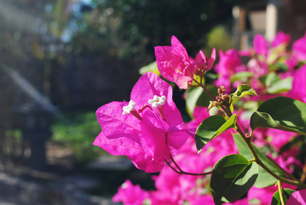放松 花园 美女 巴厘岛 花束 开花 春天 浪漫的 粉红色