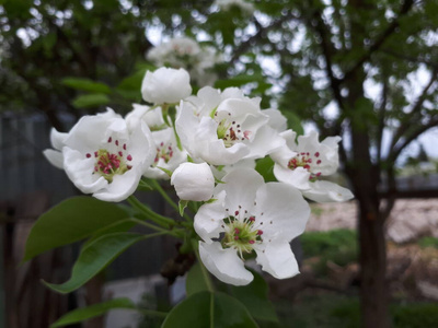 盛开 美丽的 开花 植物区系 树叶 花粉 苹果 花园 抽象