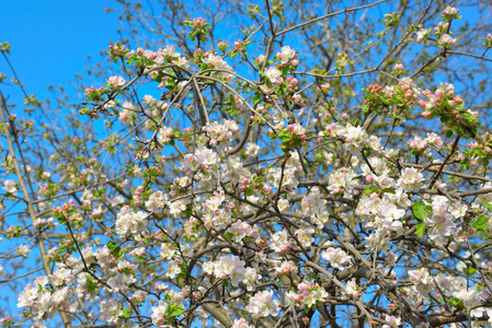 颜色 季节 分支 春天 花园 苹果 花儿 花瓣 开花 雄蕊