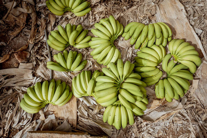 一堆新鲜的绿色香蕉