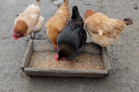 谷仓 公鸡 范围 小鸡 牲畜 食物 行业 笼子 自然 农事