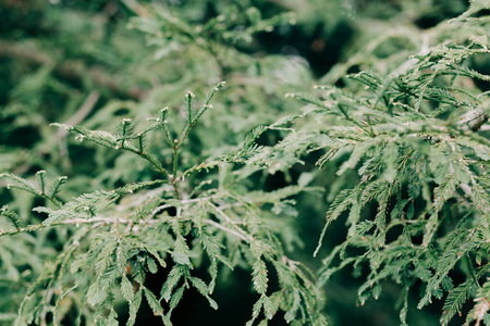 植物 松木 美丽的 冬天 自然 特写镜头 春天 季节 森林