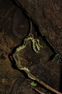 福尔斯特 毒蛇 森林 斯里兰卡 矿井 丛林 腹侧 捕食者