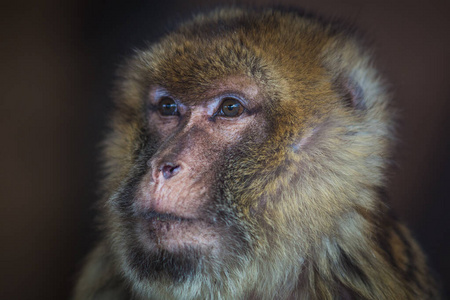 旅行 印第安人 可爱的 猕猴 宝贝 特写镜头 公园 野生动物