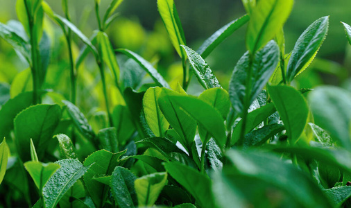 种植园 植物 草本植物 树叶 自然 美丽的 生长 乡村 春天