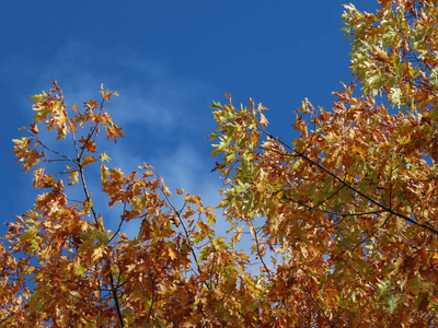 秋天的悬铃木图片
