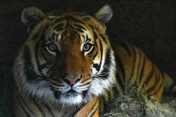 老虎脸特写凶猛凶猛的野生西伯利亚虎看着镜头