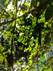 森林 变模糊 环境 夏天 绿色植物 草坪 公园 阳光 植物学