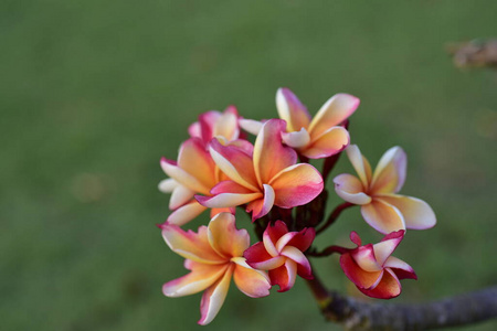 植物 夏天 特写镜头 春天 公园 植物区系 花的 粉红色