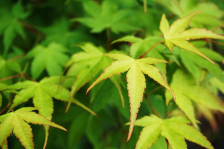 树叶 公园 纹理 特写镜头 生态学 植物 环境 植物学 分支