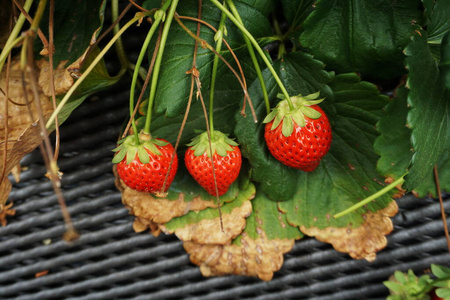 美女 收获 素食主义者 水果 生长 草莓 植物区系 农场