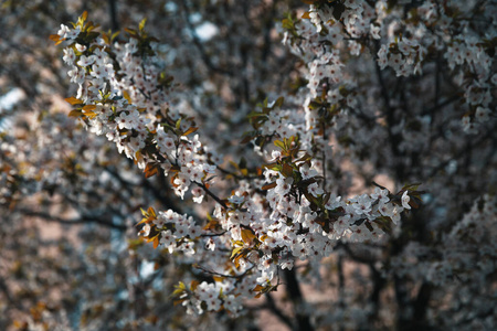 樱桃 植物 植物区系 四月 新的 春天 园艺 分支 美丽的