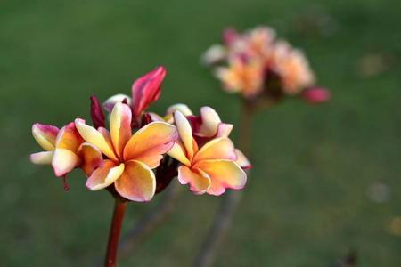 美丽的 花瓣 夏天 自然 春天 鸡蛋花 公园 花的 花园