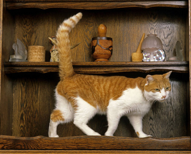 猫科动物 宠物 成人 轮廓 动物 照片 在室内