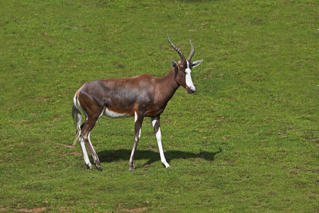 轮廓 羚羊 食草动物 照片 野生动物 牛科 反刍动物 动物