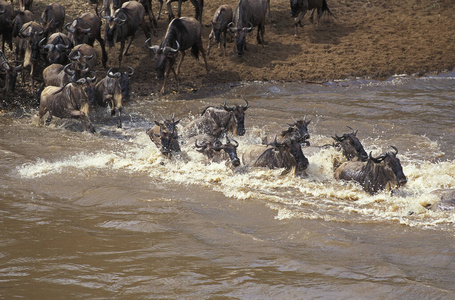 运动 兽群 成人 角马 轮廓 照片 非洲 反刍动物 牛科