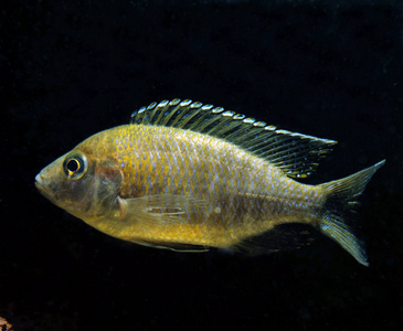 水族馆 野生动物 非洲 轮廓 动物 照片 慈鲷科 成人