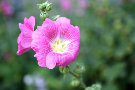 树叶 植物学 美丽的 植物 开花 紫色 花瓣 领域 植物区系