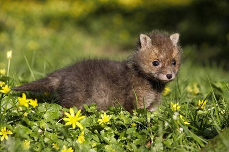 照片 哺乳动物 食肉动物 狐狸 欧洲 春天 轮廓 野生动物