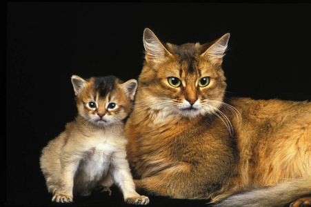 在室内 成人 小猫 轮廓 照片 宠物 动物 猫科动物