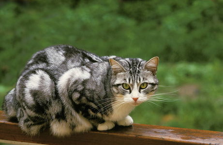 轮廓 照片 宠物 猫科动物 动物 成人