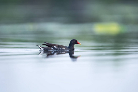 反射 池塘 鸟类学 野生动物 黑水鸡 公园 水禽 羽毛 动物