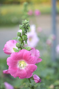 植物 春天 花的 植物学 风景 玫瑰 自然 公园 粉红色