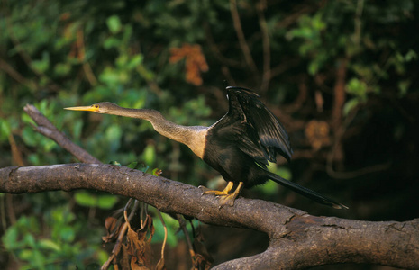 巴西 动物 野生动物 轮廓 成人 脖子 照片 水鸟 美国
