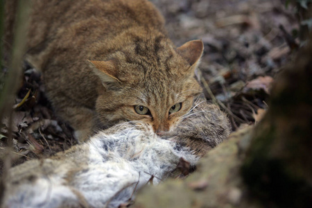 野猫 照片 猎物 哺乳动物 欧洲 捕食 成人 动物 食肉动物