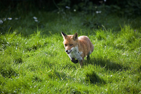 犬科 成人 动物 法国 哺乳动物 食肉动物 照片 欧洲 狐狸