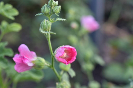 花瓣 植物 粉红色 季节 开花 夏天 春天 颜色 生长 植物学