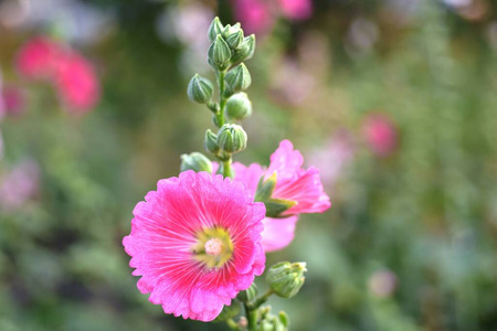 特写镜头 季节 树叶 夏天 美丽的 春天 自然 盛开 园艺