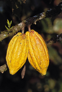 可可树 农业 巧克力 食物 墨西哥 美国 种植园 植物学