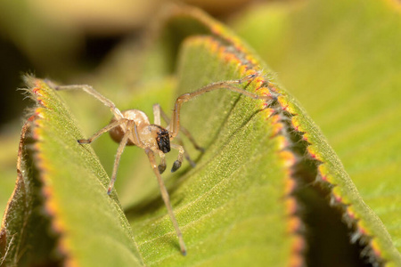 危险 甲虫 缺陷 蛛形纲 国家的 自然 恐惧症 危险的 捕食者