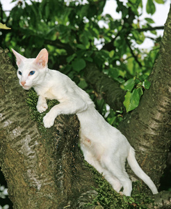 轮廓 猫科动物 成人 照片 宠物 动物