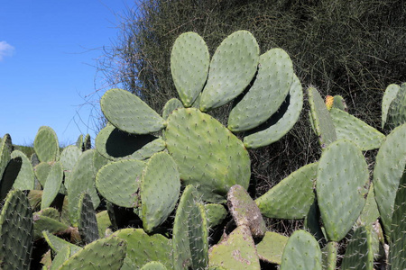 以色列 季节 森林 植物区系 植物 前进 旅游业 自然 春天