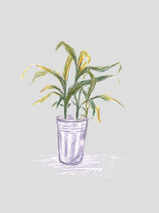 植物区系 花的 花盆 灌木 植物学 插图 形象 室内植物