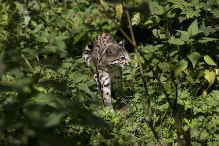 美国 照片 动物 猫科动物 食肉动物 成人 野生动物 哺乳动物