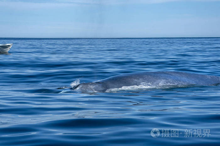 生活 侥幸 保护 海湾 海的 种类 水下 自然 鲸目动物