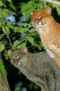 成人 美国 动物 照片 野生动物 哺乳动物 猫科动物 食肉动物