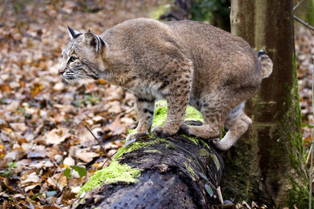 轮廓 哺乳动物 秋天 野生动物 猫科动物 猞猁 成人 照片