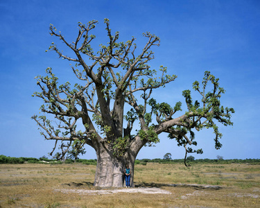 照片 旅游业 女人 大草原 自然 非洲 风景 植物学 猴面包树