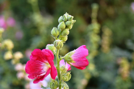 植物学 园艺 植物 季节 颜色 自然 分支 花的 紫色 花瓣