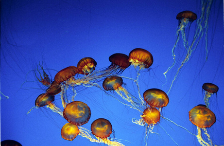 照片 水母 野生动物 动物 海洋 欧洲 成人