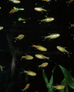 水族馆 利乐 成人 野生动物 美国 轮廓 动物 照片