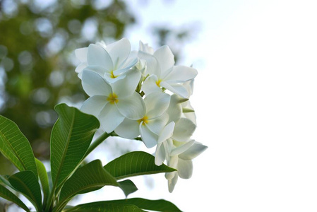 分支 春天 盛开 植物学 植物 夏天 花瓣 季节 植物区系