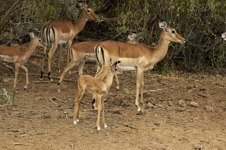 动物 肯尼亚 照片 黑斑羚 哺乳动物 成人 小鹿 野生动物
