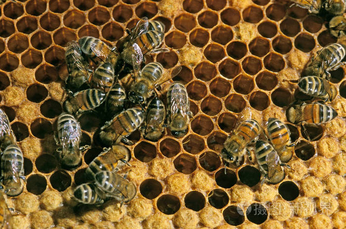 农业 欧洲 农事 成人 蜜蜂 法国 养蜂 野生动物 蜂科