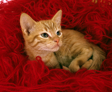 动物 猫科动物 照片 羊毛 小猫 在室内 宠物