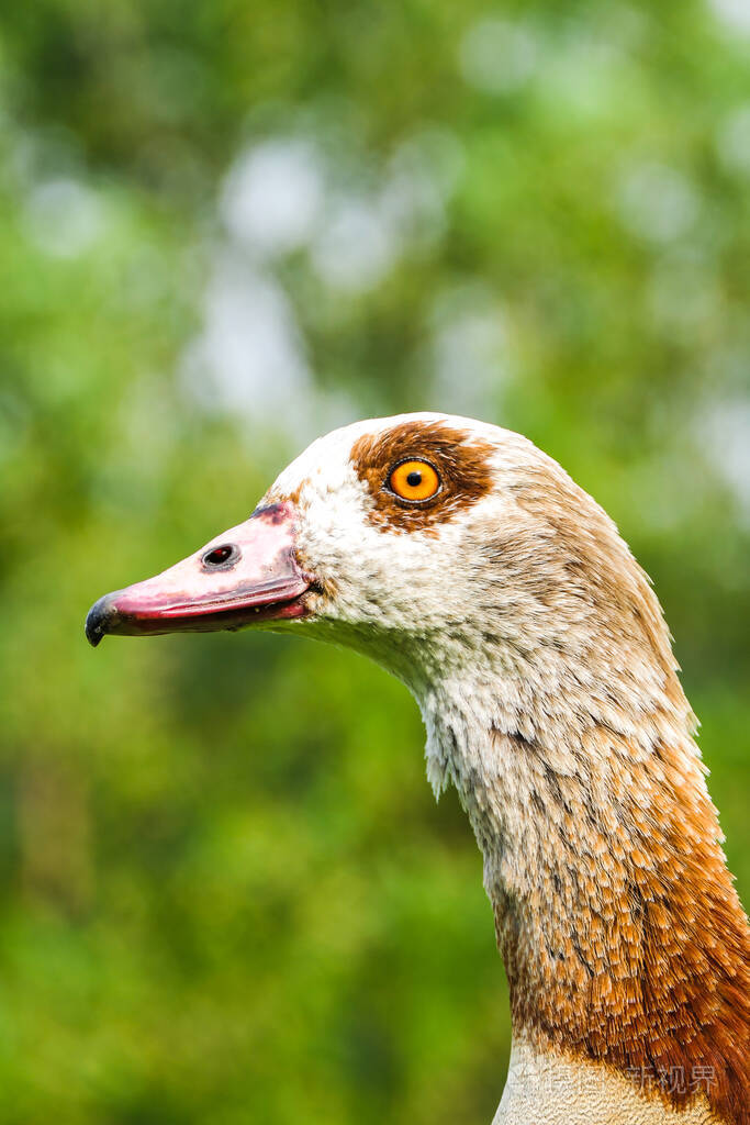 鹅头肖像锐利眼博克独立复制空间动物野生动物城市公园
